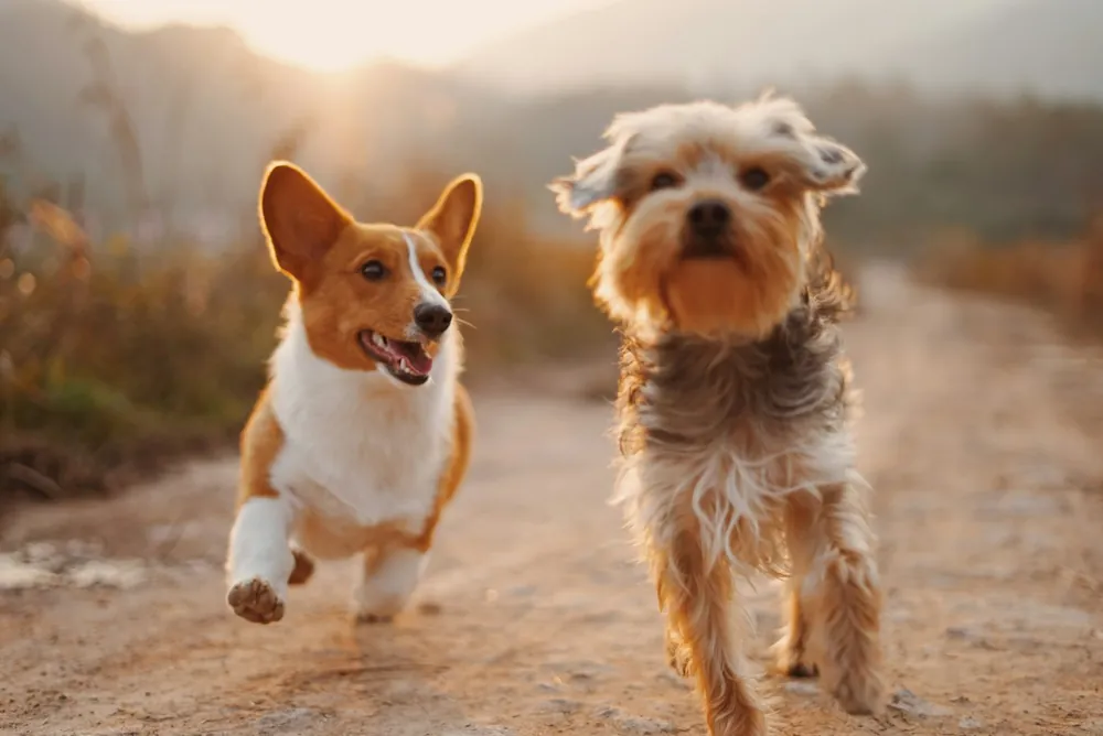 Cães correndo felizes