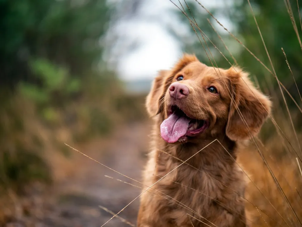 Cão feliz