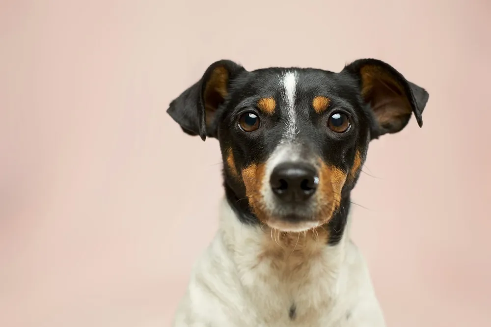 Cão curioso
