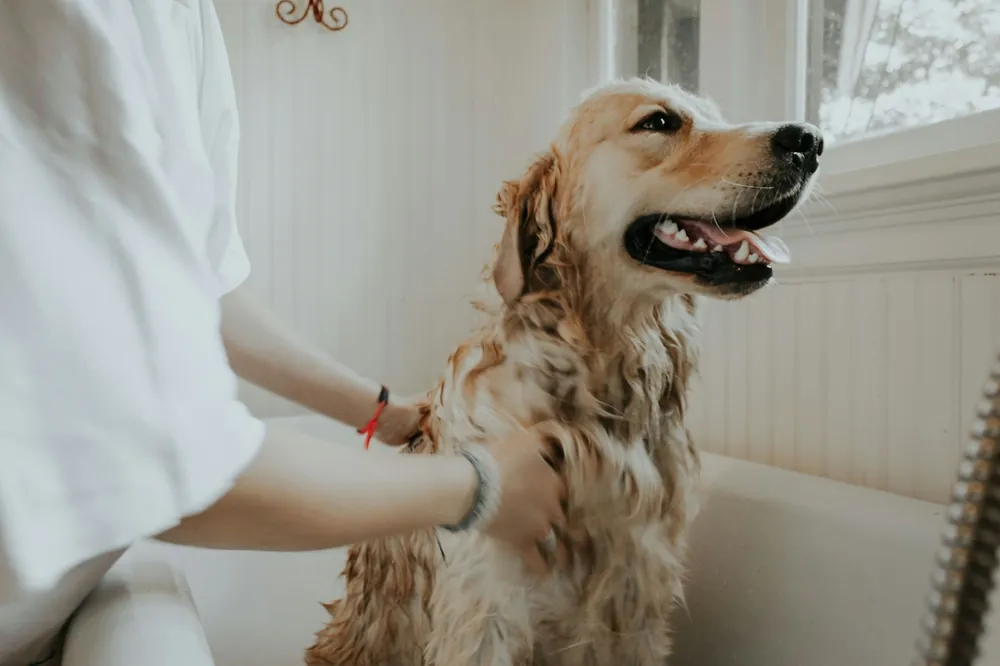 Cão tomando banho