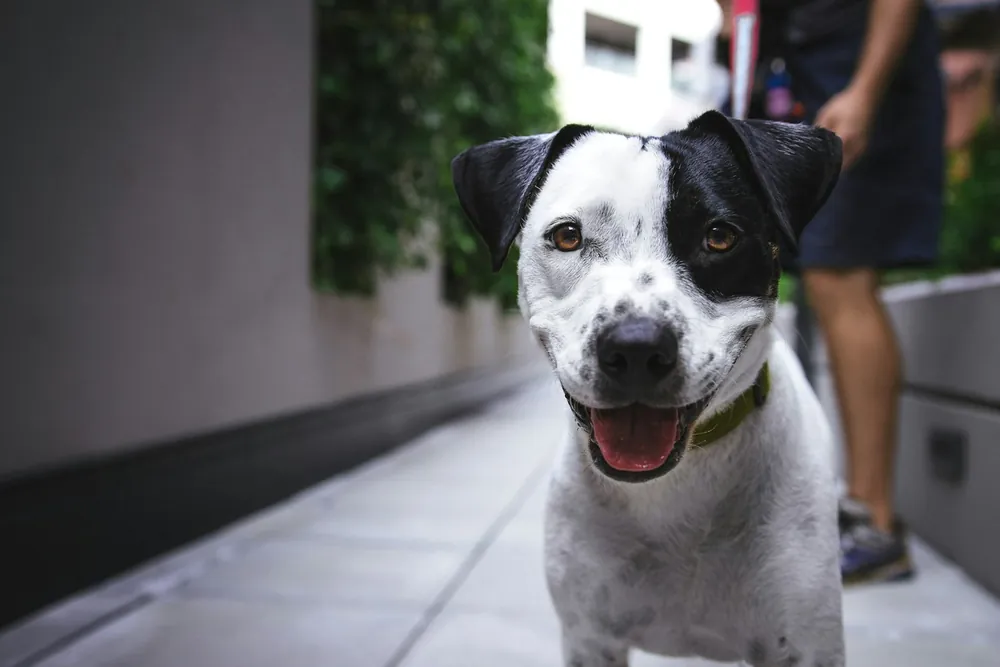 Cão sorridente
