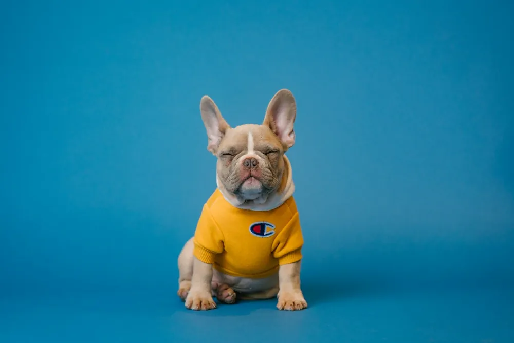 Bulldog francês de moletom