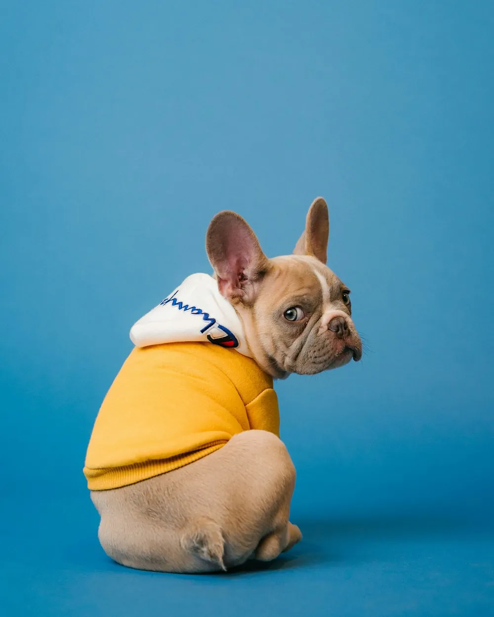 Bulldog francês