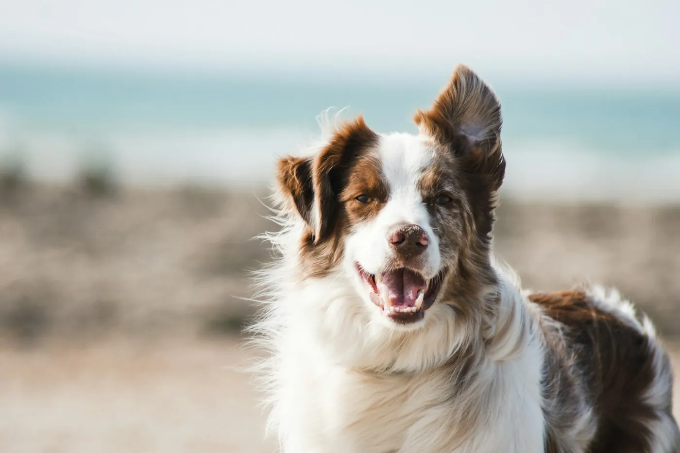 Cão sorrindo
